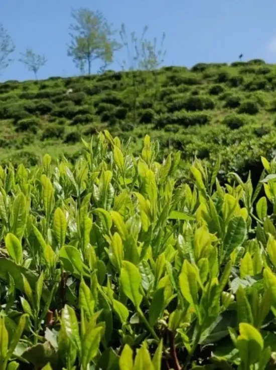 Государство потратило 4,3 млн лари на реабилитацию чайных плантаций